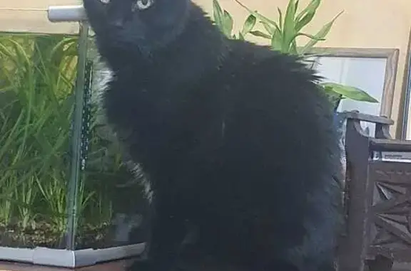 Animaux perdus La Calmette, photo: Chat noir perdu à La Calmette