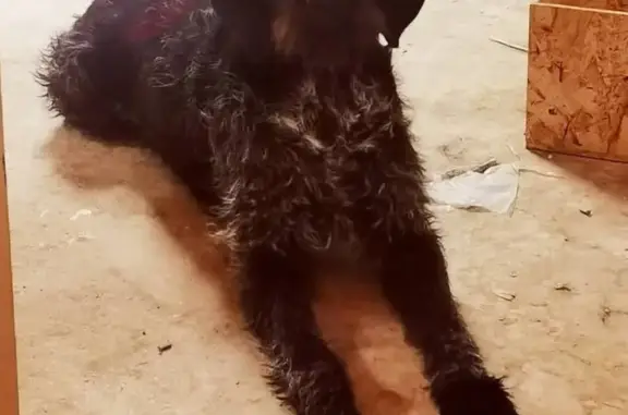 Chien perdu , photo : Drathaar perdu à Pouzilhac