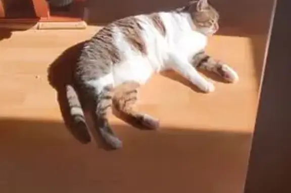 Chat perdu, Montauban-de-Bretagne, photo: Chatte perdue Rue du Général de Gaulle