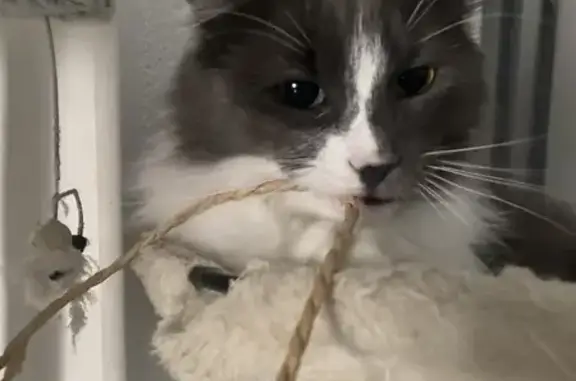 Chat mâle castré disparu à Pamiers - photo