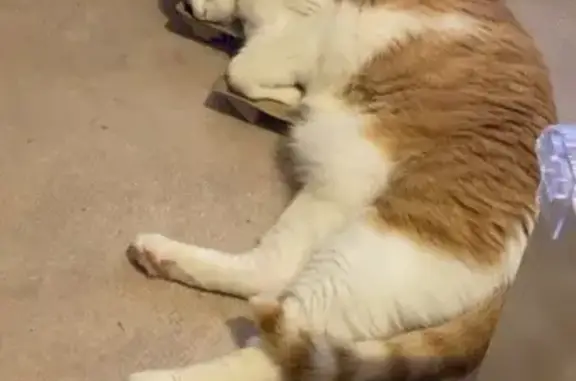 Chat roux et blanc perdu à Limoges - photo