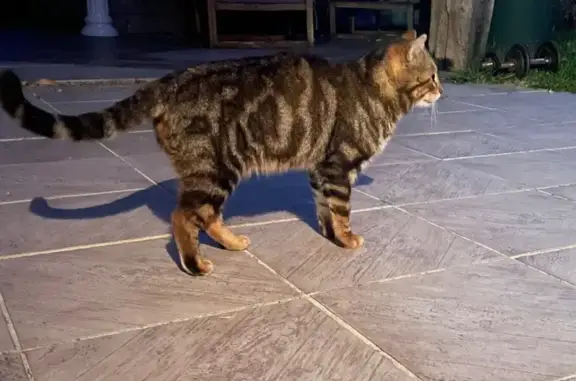 Chat trouvé , photo: Chat trouvé non castré à Fontaine-les-Coteaux