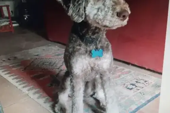 Chien perdu Lalbenque, photo : Lagotto mâle 2 ans disparu aux Ulis