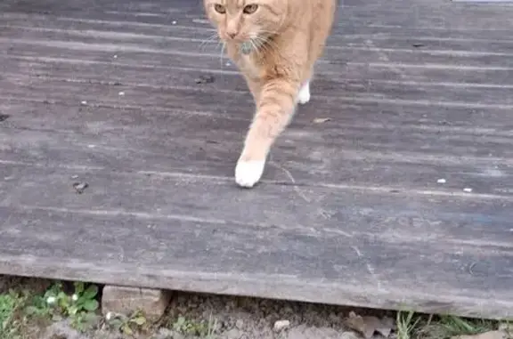 Chat roux perdu avec collier à Lille - photo