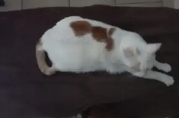 Chat perdu, Montluçon, photo: Chat mâle blanc/roux perdu à Montluçon