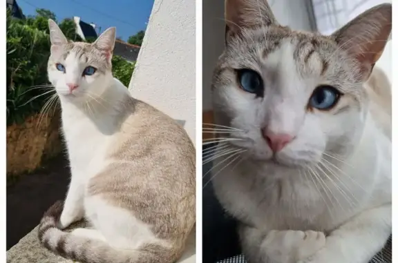 Chat perdu, Guipavas, photo: Chat disparu à Guipavas : aide recherchée