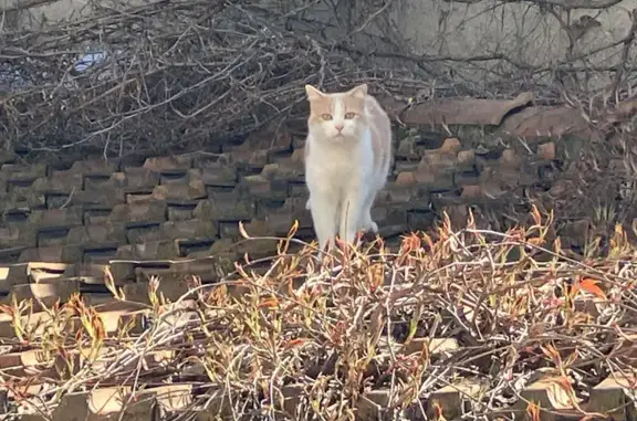 Chat perdu, Montreuil, photo: Chat perdu avec puce à Montreuil