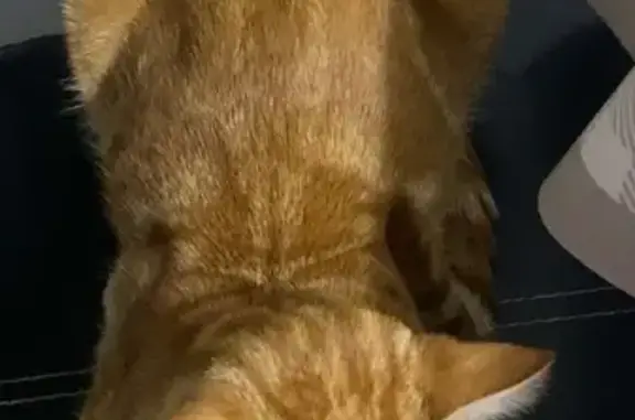 Chat trouvé, câlin et sociable - photo
