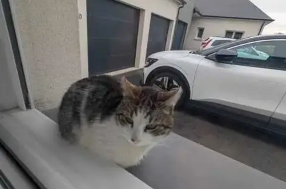 Animaux trouvés Louverné, photo: Chat trouvé : mâle blanc et tigré à Louverné