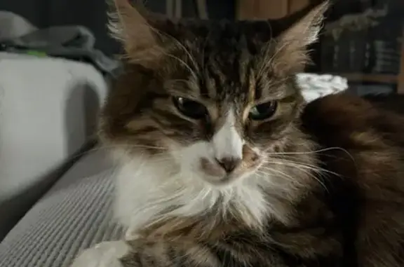 Chatte marron et blanche perdue à Erquinghem-Lys - photo