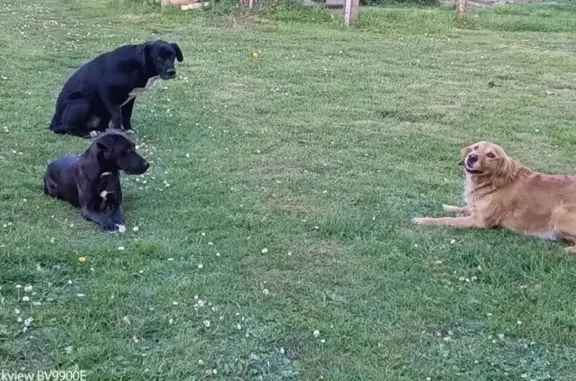 Nina et Shana disparues à Coulongé - photo