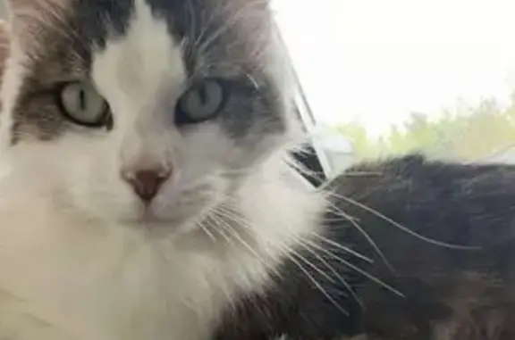 Chatte blanche et tigrée perdue à Meyzieu - photo