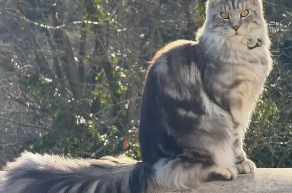Chat tigré perdu à Saint-Jeannet - photo