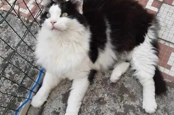 Chat perdu, Anzin, photo: Chat perdu à Anzin : Kenzo noir et blanc
