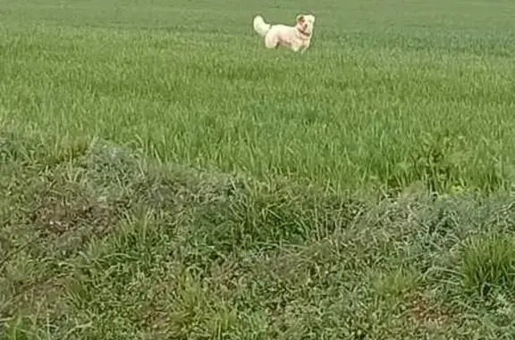 Chien croisé épagneul perdu à Bézues-Bajon - photo