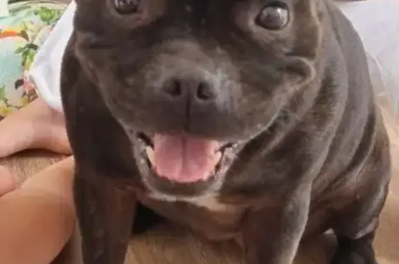Staffie 9 ans perdu à Canet-en-Roussillon - photo