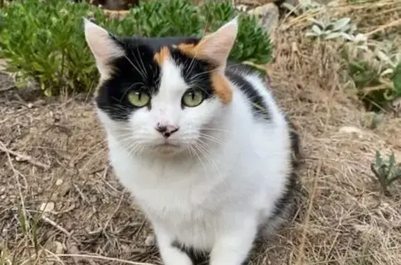 Perdu: chatte tricolore Vesta à Couzeix - photo
