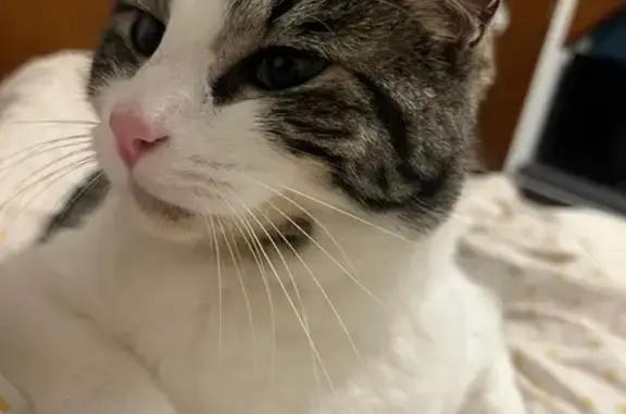 Chat perdu : Oscar, tabby gris et blanc - photo