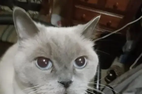 Lost Munchkin Cat Bella: Help Needed!