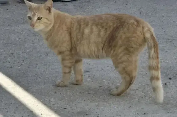 Chat roux trouvé à Tancarville - photo
