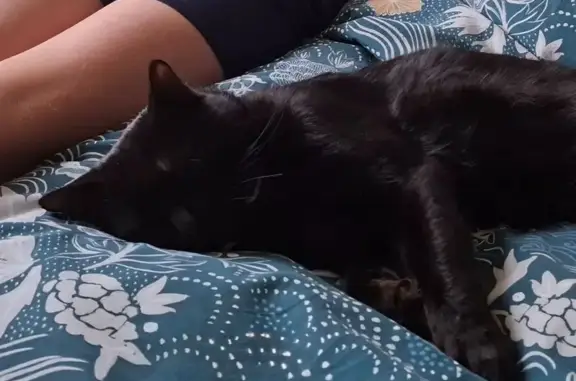 Chat noir 2 ans disparu à Vougy - photo
