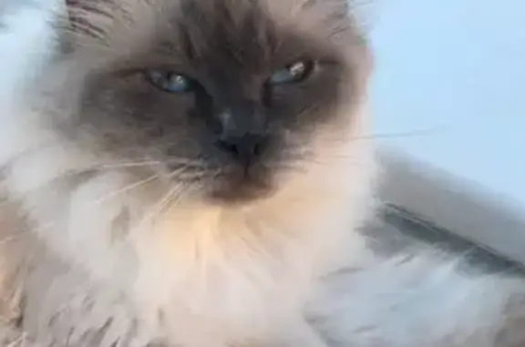 Animaux perdus , photo: Chatte sacrée de Birmanie perdue à Roques
