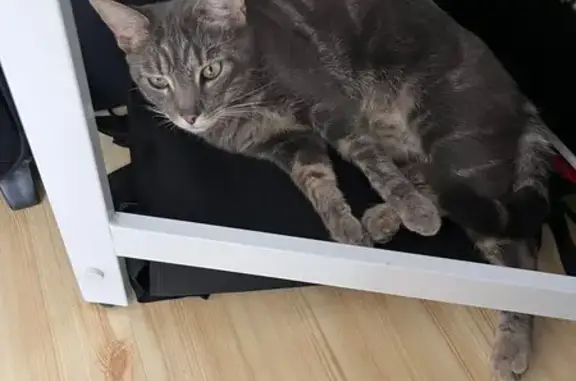 Animaux perdus Sucy-en-Brie, photo: Chat européen 2 ans perdu à Sucy-en-Brie