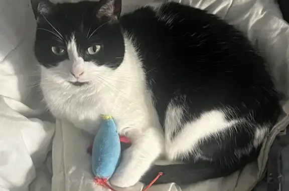 Chatte européenne perdue à Quimper - photo