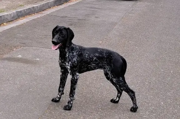 Chien errant aperçu à Toulouse Montaudran - photo