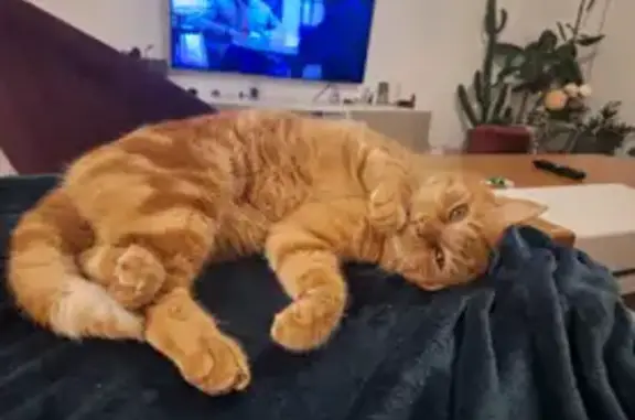 Chat roux Poté perdu à École-Valentin - photo