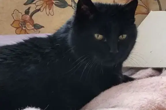Chat perdu, Rueil-Malmaison, photo: Chatte noire perdue, 17 ans, Rueil-Malmaison