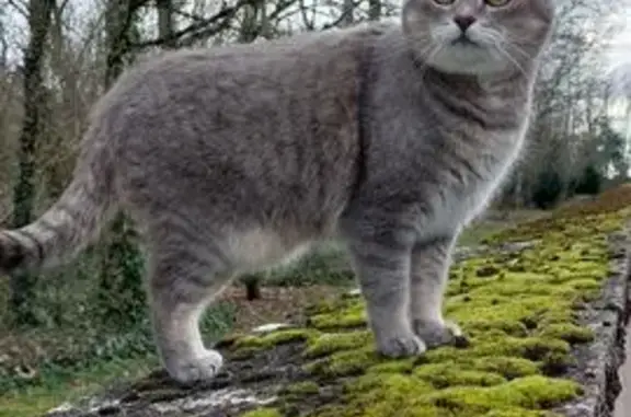 Chat perdu, Trouy, photo: Chat perdu à Trouy : Brioche grise tigrée