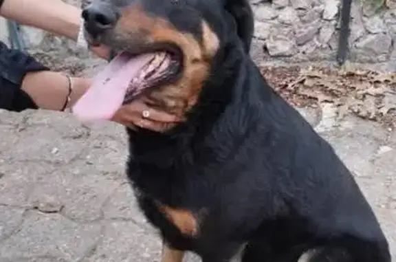 Animaux trouvés Lamure-sur-Azergues, photo: Chien trouvé Rue Centrale, Lamure-sur-Azergues