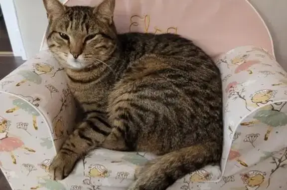Animaux perdus Saint-Thonan, photo: Chat tigré perdu à Saint-Thonan