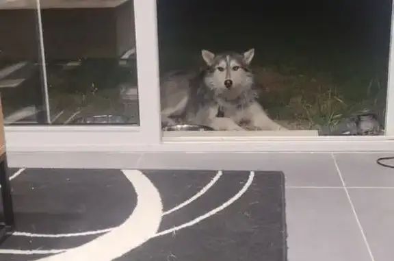Chien trouvé Mortagne-sur-Gironde, photo: Husky trouvé avec harnais à Mortagne