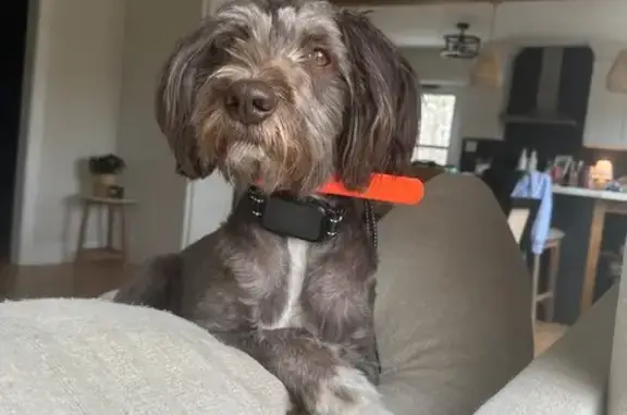Missing dog , photo: Lost Dog: Brown Coat, Orange Collar