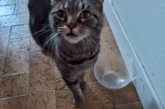 Chat trouvé Vairé, photo: Chatte tigrée gestante trouvée à Vairé