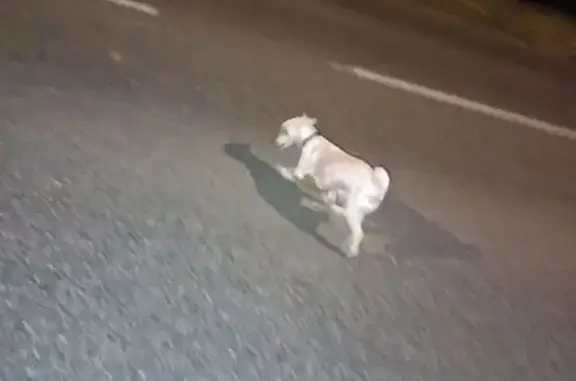 Animaux trouvés Auch, photo: Chien blanc trouvé Rue Rouget de Lisle