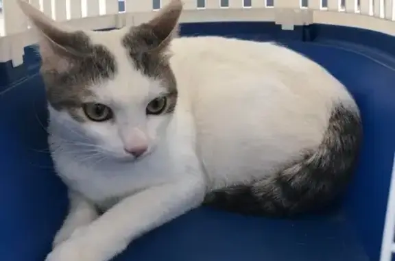 Chat kidnappé à Istres, Rue des Ferronniers - photo