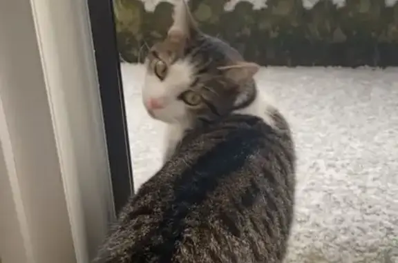 Chat perdu à Alençon, secteur Lancrel - photo