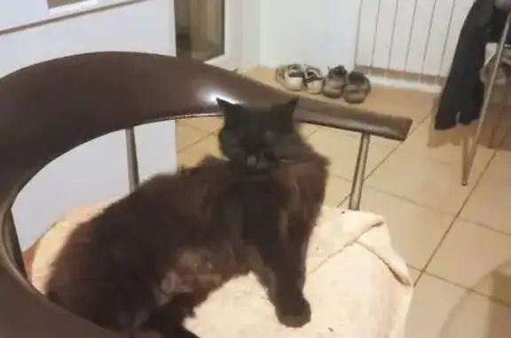 Animaux perdus Villenave-d'Ornon, photo: Chat noir à poils longs disparu lundi 7