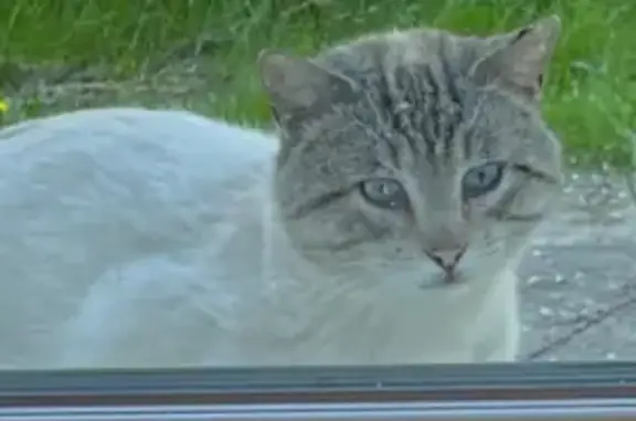 Chat trouvé : blanc crème, tigré gris, sauvage - photo