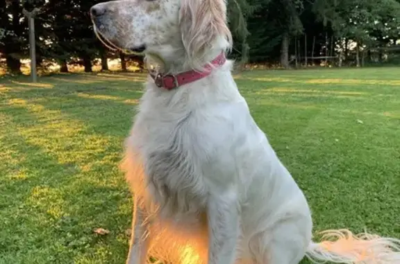 Chienne perdue près de l'étang à Feins - photo