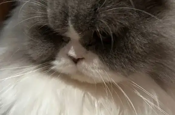 Animaux perdus Vannes, photo: Chat craintif perdu à Vannes