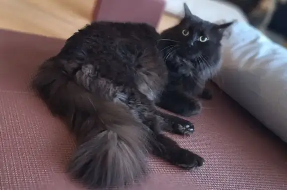Animaux perdus Nantes, photo: Chat noir mâle perdu, Nantes, pucé