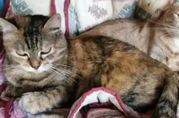 Chatte écaille perdue à Thonon-les-Bains - photo