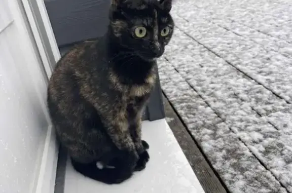 Chat perdu, Le Havre, photo: Chatte écaille perdue, secteur Graville