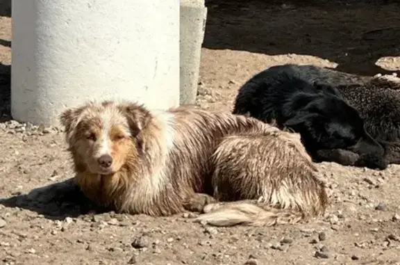 Chien trouvé , photo: Deux chiens trouvés à l'école de voile
