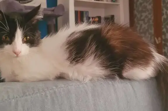 Animaux perdus Rabastens, photo: Chatte blanche et noire perdue à Rabastens