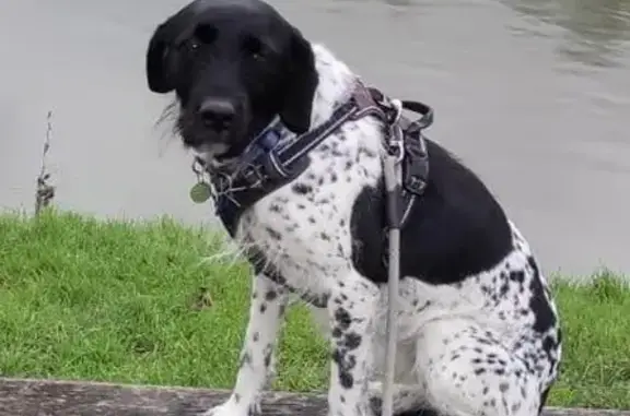 Chien perdu , photo : Chienne Griffon perdue à Mainxe